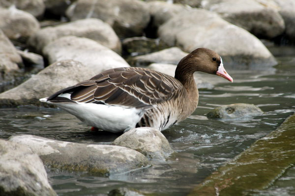 Anseriformes