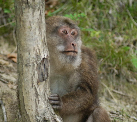 Macaca thibetana