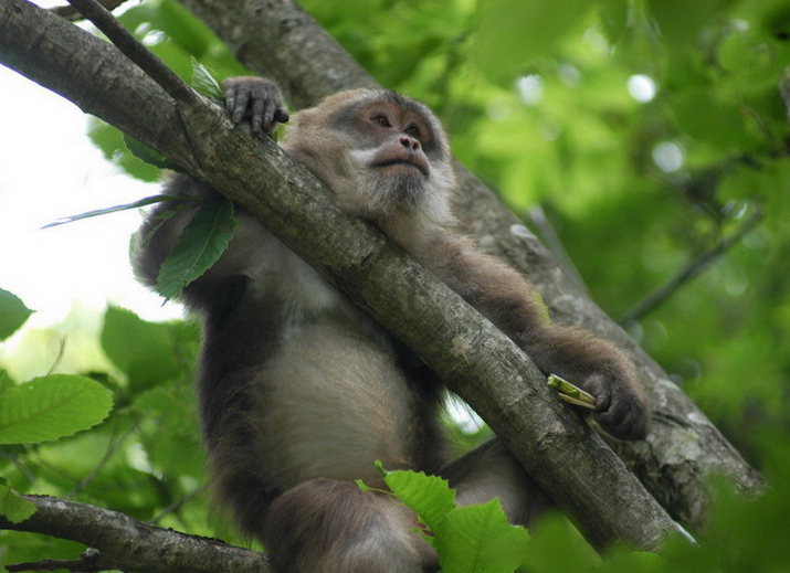 Macaca thibetana