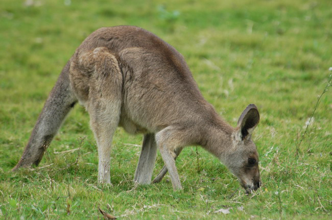 Macropus giganteus