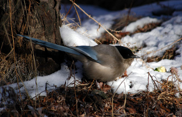 Photo of Cyanopica cyanus