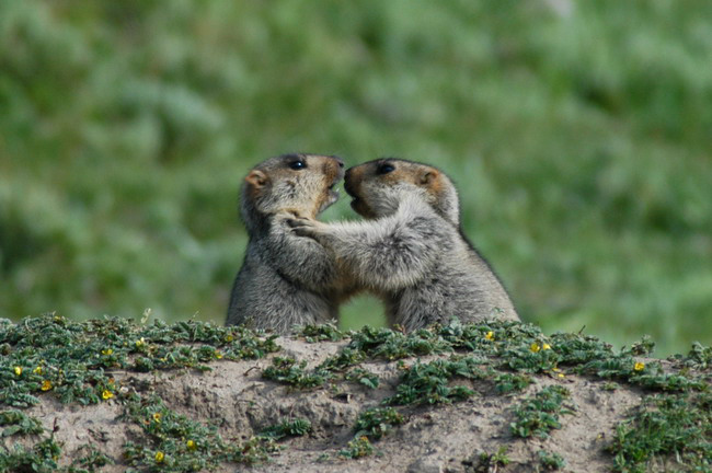 marmots2