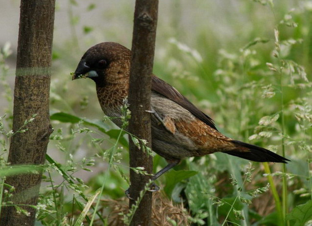 munia1