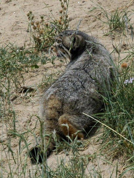 Felis manul