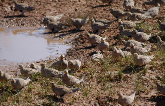 pallas_sandgrouse1