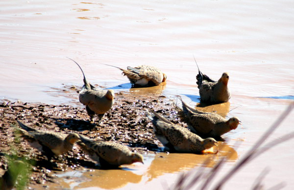 pallas_sandgrouse6