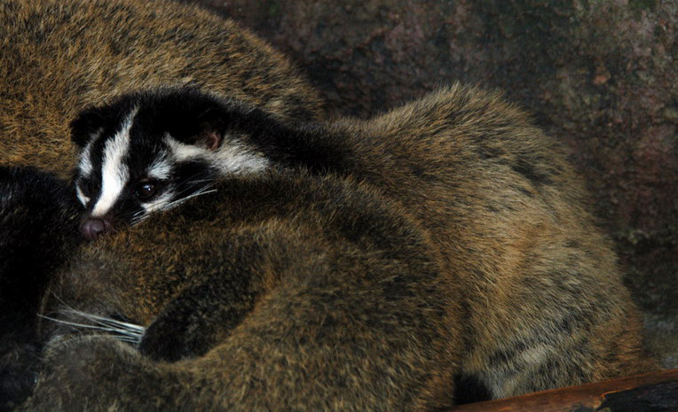 ADW: palmcivet2.jpg