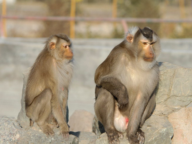 Macaca nemestrina