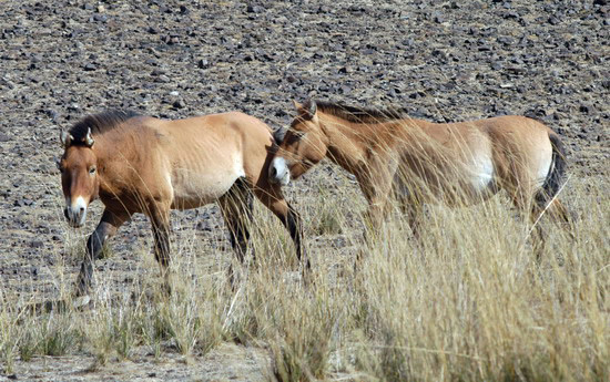 ADW: Equus caballus: INFORMATION