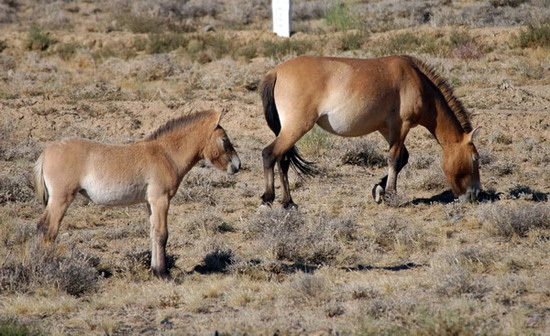 Equus caballus