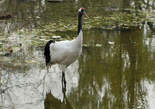 Grus japonensis