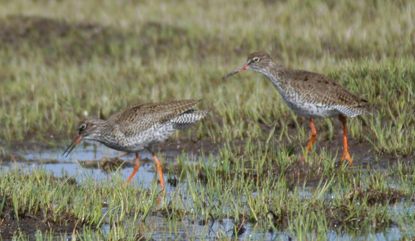 Charadriiformes