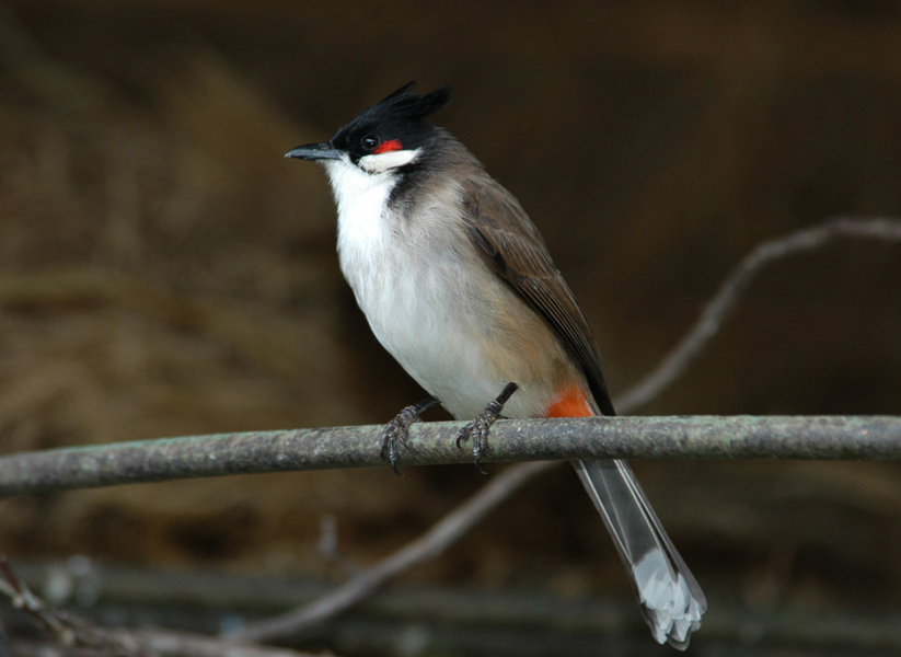 Pycnonotus jocosus