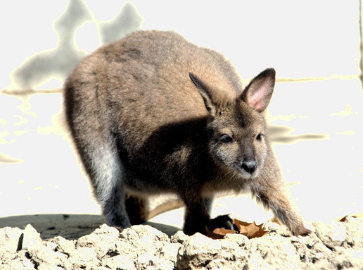 Macropodinae