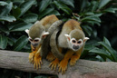 Phyto-indicators of squirrel monkey (jkijki)