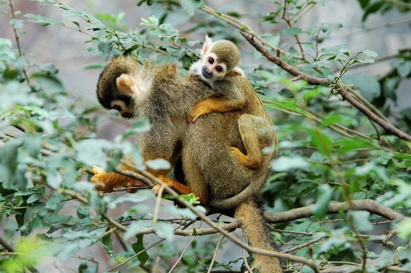 squirrel monkey habitat