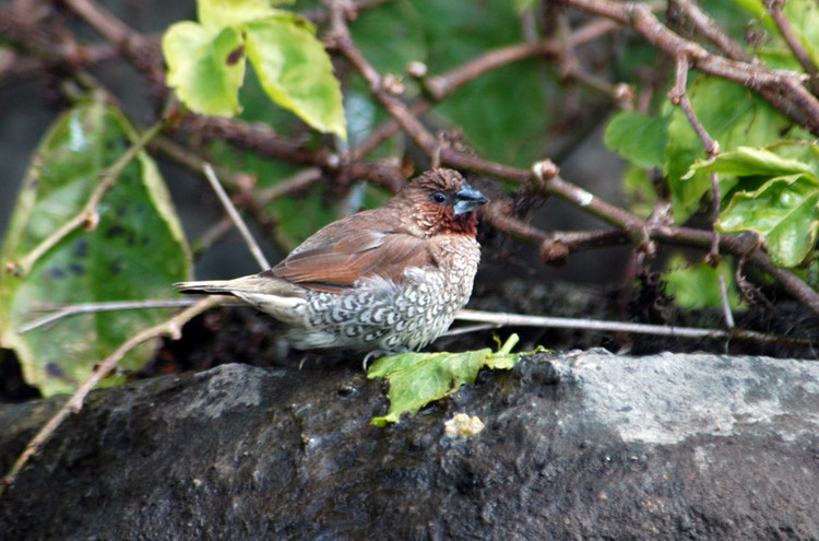 scalybreastedmunia1