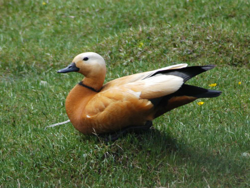 Tadorna ferruginea