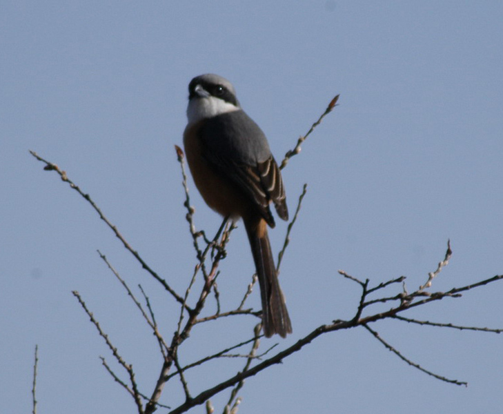 Lanius tephronotus