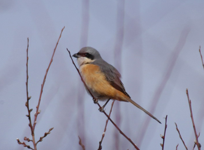 Lanius tephronotus