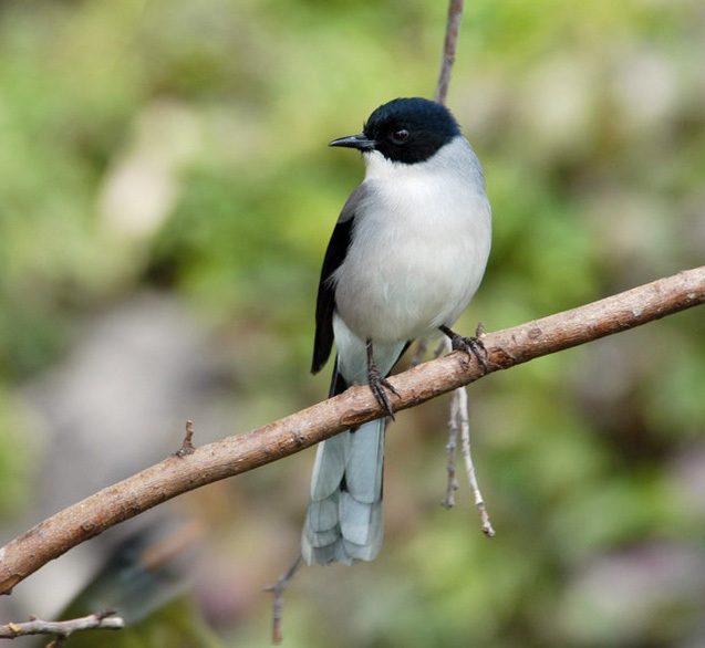 Heterophasia melanoleuca