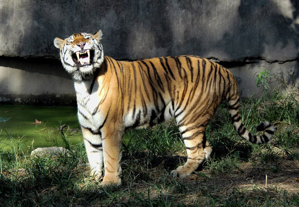 ADW: Panthera tigris: INFORMATION