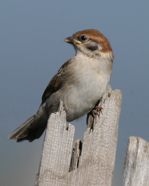 Passer montanus