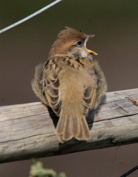 treesparrow4