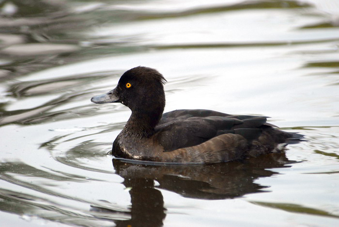 tuftedduck1