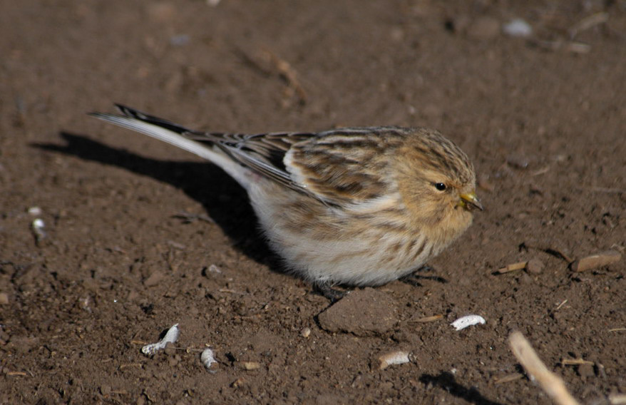 Carduelis flavirostris