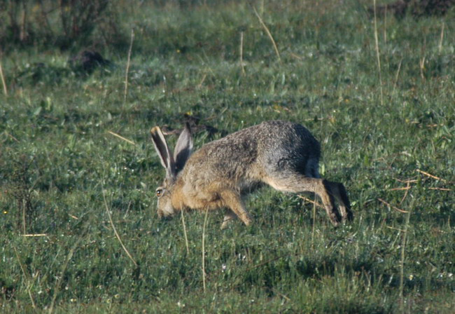 Lagomorpha