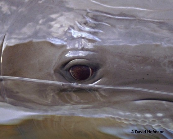 Tursiops truncatus