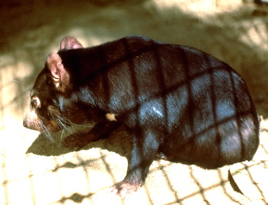 Tasmanian Devil - Facts, Diet, Habitat & Pictures on