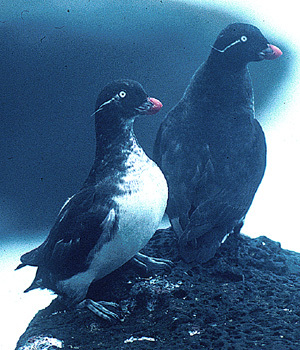 Charadriiformes