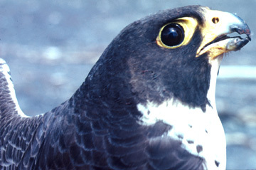 Falconidae