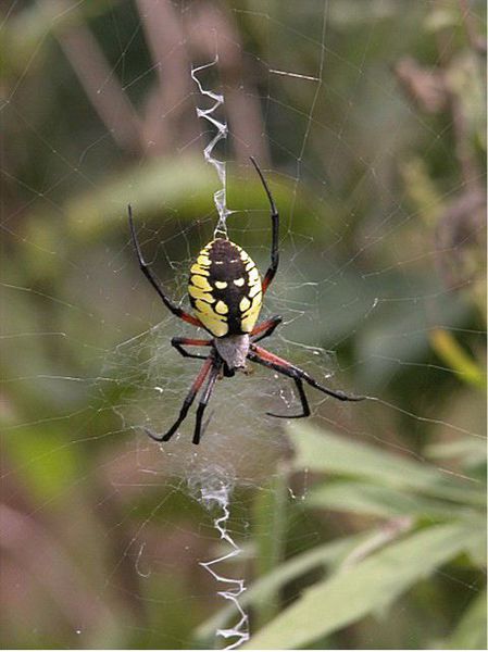 Argiope aurantia