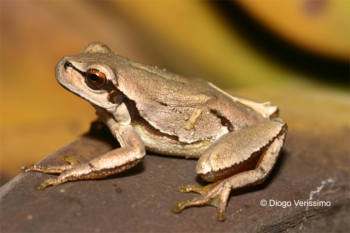 Photo of Hyla arborea