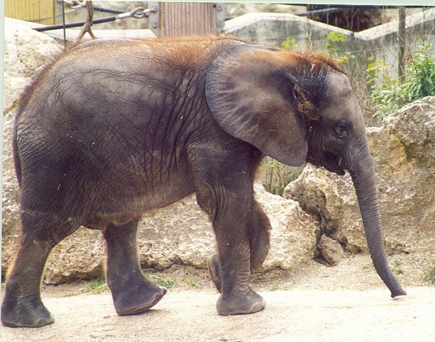 Loxodonta africana