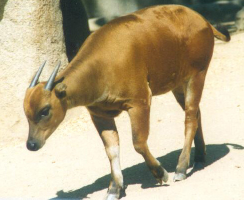 Artiodactyla