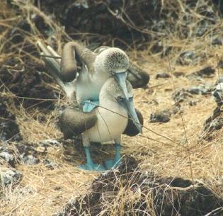 File:Blue-footed Booby (Sula nebouxii) (20170776878).jpg - Wikimedia Commons