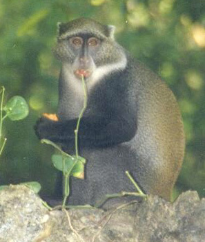 Monkey  Definition, Characteristics, Types, Classification