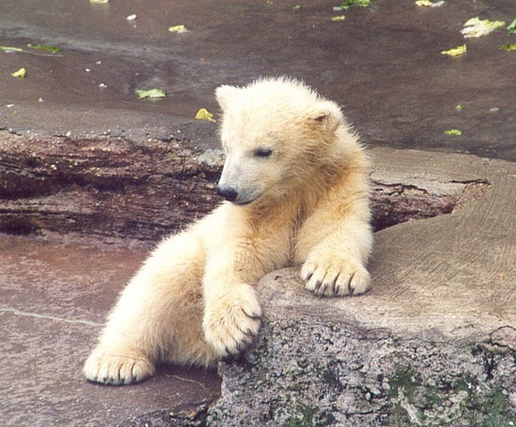 Polar Bear, Species