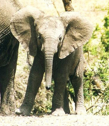 Loxodonta africana