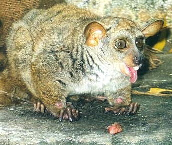 Galago senegalensis