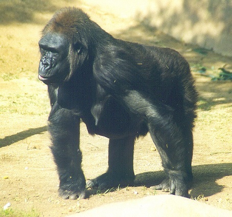 gorillafrauwap