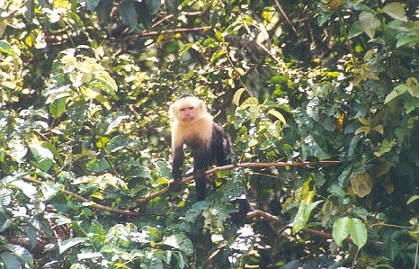 full grown capuchin monkeys