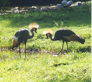 Balearica regulorum