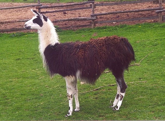 ADW: Lama glama: PICTURES