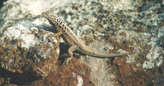 Body regions of the Striped Lava Lizard for spectra measures. Dorsal