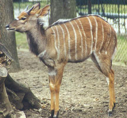 Tragelaphus